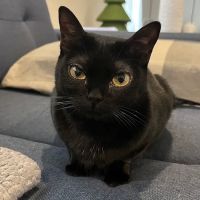 BluePearl Pet Hospital ico