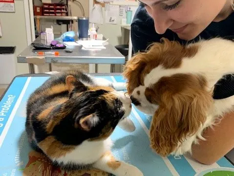 Animal Clinic of Pinckney, PLC 9