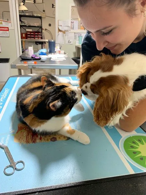 Animal Clinic of Pinckney, PLC 4
