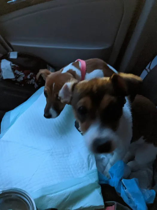 Griffith Veterinary Hospital 4