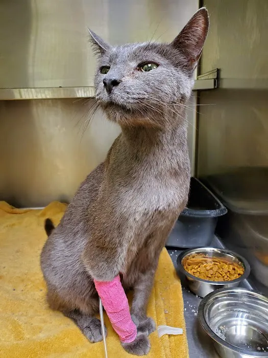 Canton Animal Hospital 12