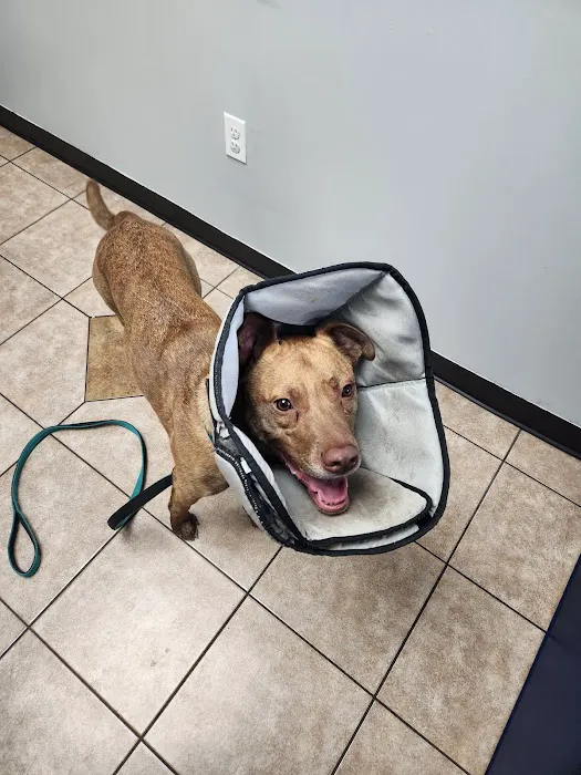 Canton Animal Hospital 12