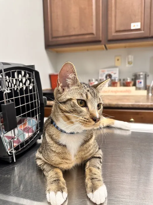 Canton Animal Hospital 12