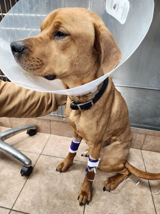 Canton Animal Hospital 12