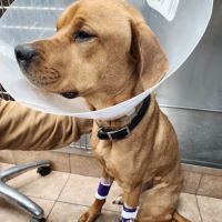 Canton Animal Hospital ico