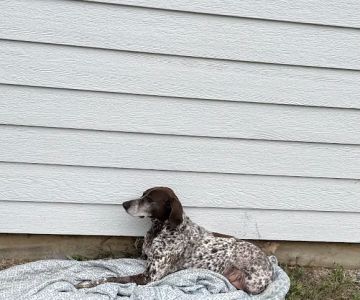 Advanced Veterinary Care Group
