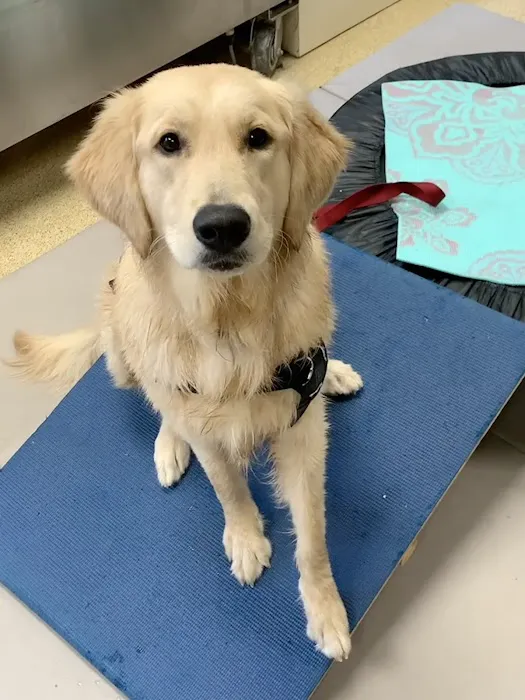 Comfort Care Veterinary Services 6
