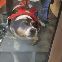 Comfort Care Veterinary Services ico