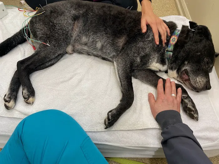Comfort Care Veterinary Services 7