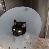 Nichols Veterinary Clinic ico