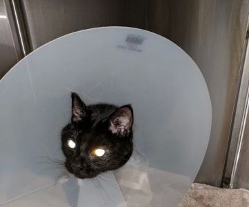 Nichols Veterinary Clinic
