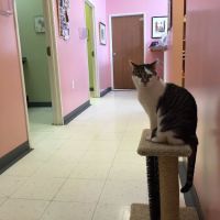 Arbor Pointe Veterinary Hospital ico