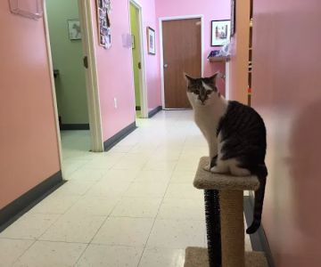 Arbor Pointe Veterinary Hospital