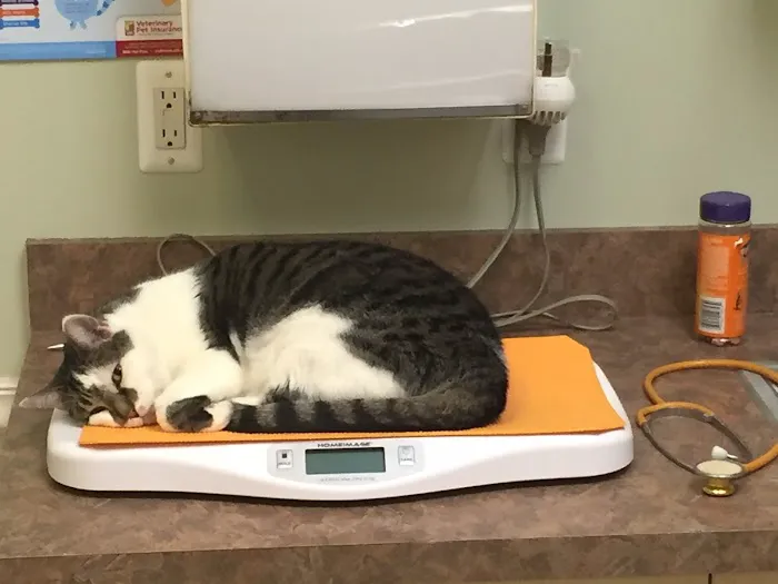 Arbor Pointe Veterinary Hospital 5