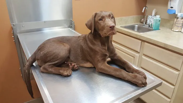 Canton Center Animal Hospital 12
