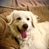 Veterinary Clinic at the Humane Society of Huron Valley ico