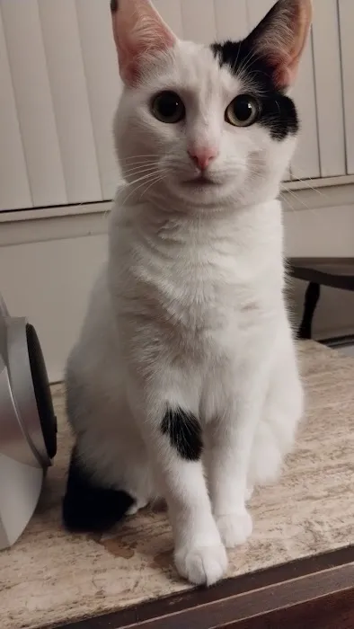 Cat Care Vet 1