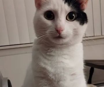 Cat Care Vet