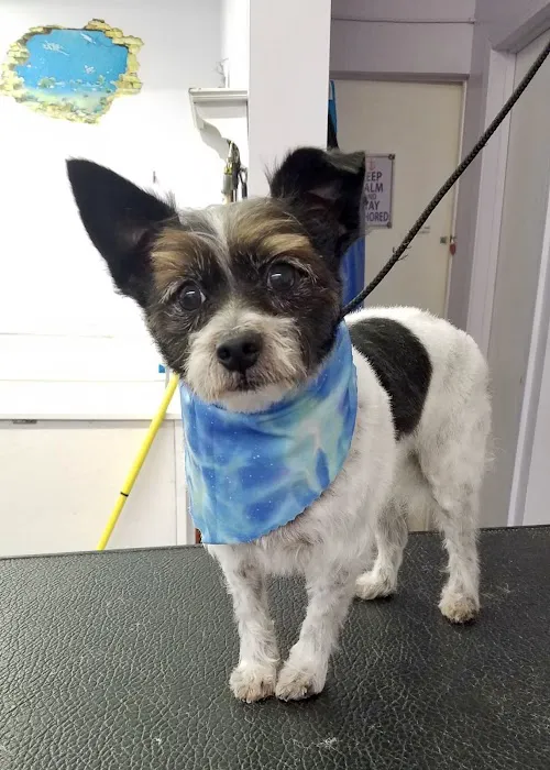 Trenton Veterinary Hospital 8