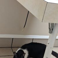Trenton Veterinary Hospital ico