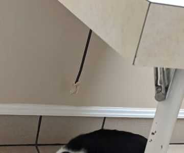 Trenton Veterinary Hospital