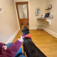 Village Animal Healthcare ico