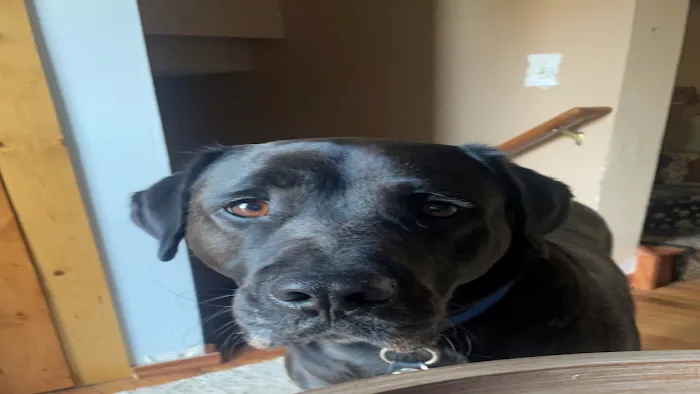 Riverview Animal Hospital 10