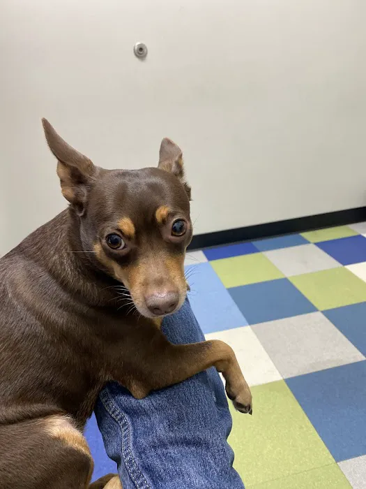 Blue Paws Animal Hospital 1