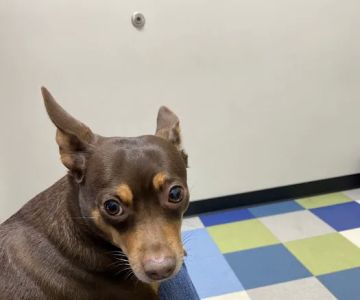 Blue Paws Animal Hospital