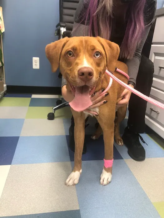 Blue Paws Animal Hospital 8