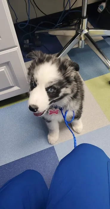 Blue Paws Animal Hospital 7