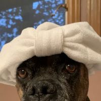 Island Animal Clinic ico