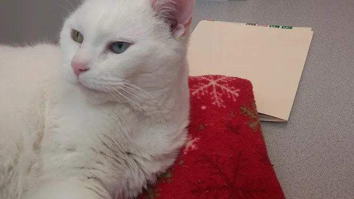 Angel Animal Hospital Of Southgate 12