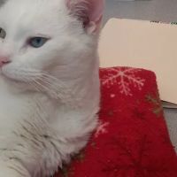 Angel Animal Hospital Of Southgate ico