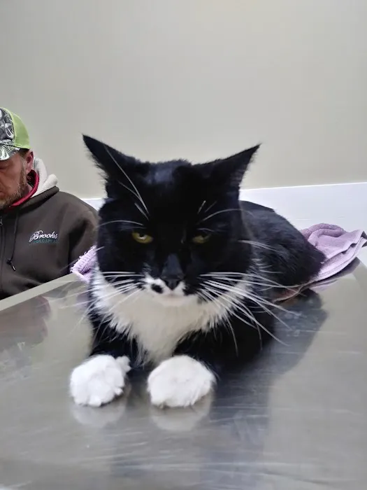 Angel Animal Hospital Of Southgate 12