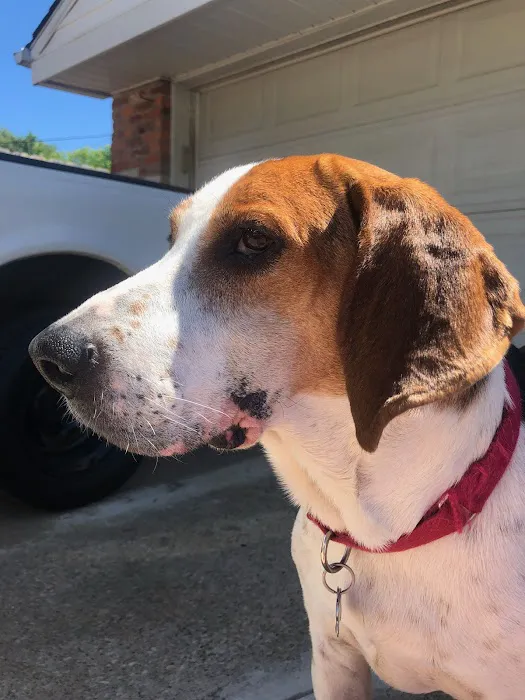 Southgate Animal Hospital 9