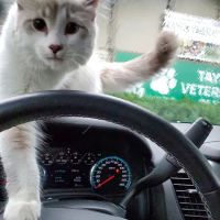 Taylor Veterinary Clinic ico