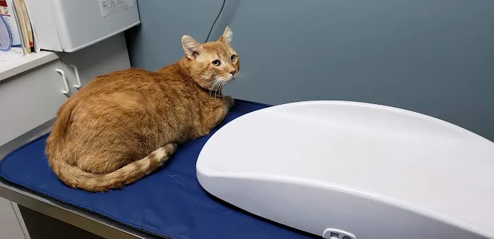 Wyandotte Animal Hospital 12