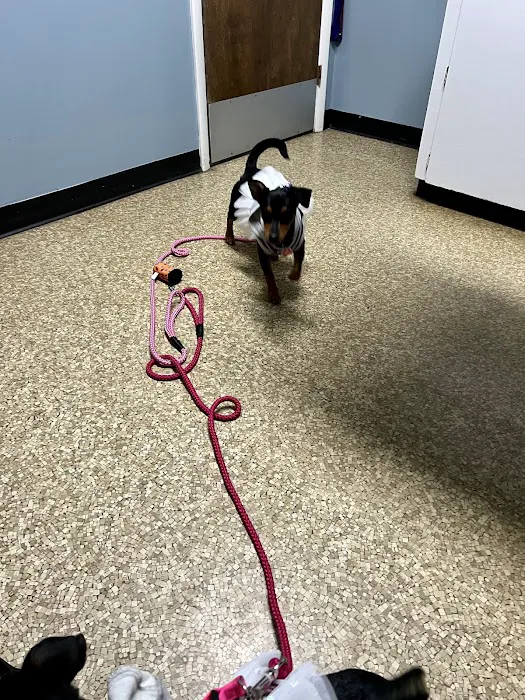 Wyandotte Animal Hospital 12