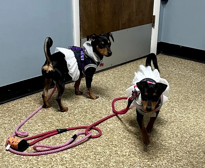 Wyandotte Animal Hospital 12
