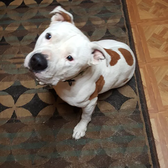 Wyandotte Animal Hospital 12