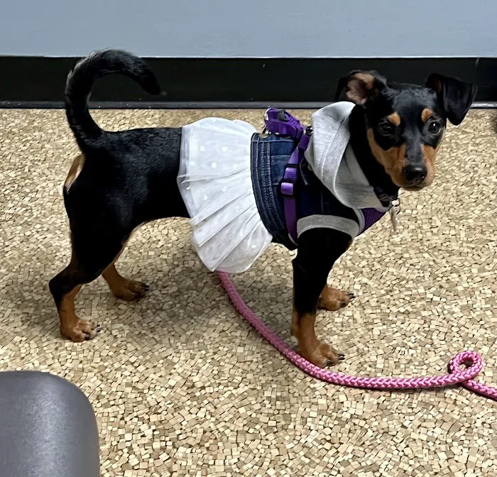 Wyandotte Animal Hospital 12