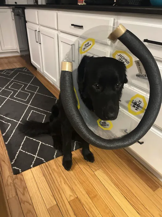 The Paws Clinic 1