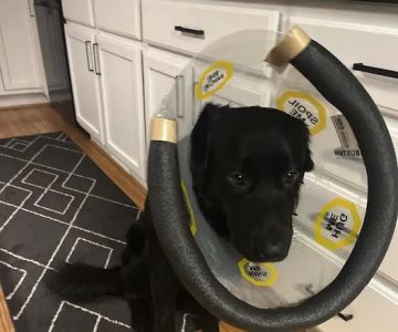 The Paws Clinic