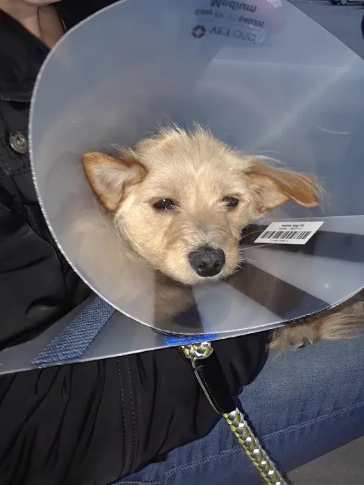 The Paws Clinic 10