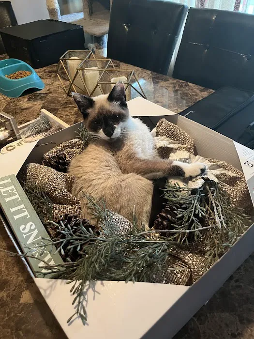 The Paws Clinic 9