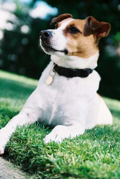 Southpointe Veterinary Hospital 1