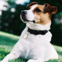 Southpointe Veterinary Hospital ico
