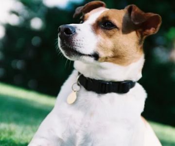 Southpointe Veterinary Hospital