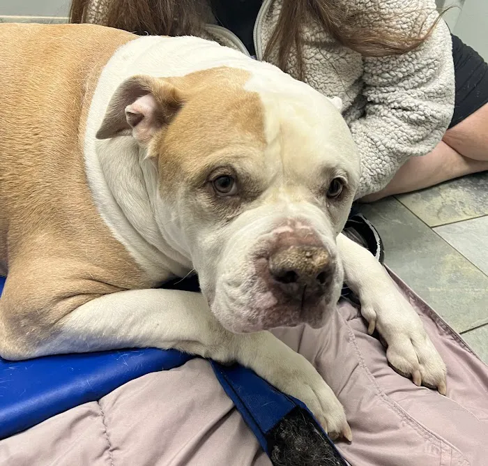 Southpointe Veterinary Hospital 6